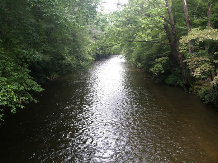 Davidson River Campground