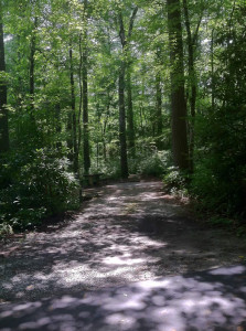 Van Hook Glade Campground